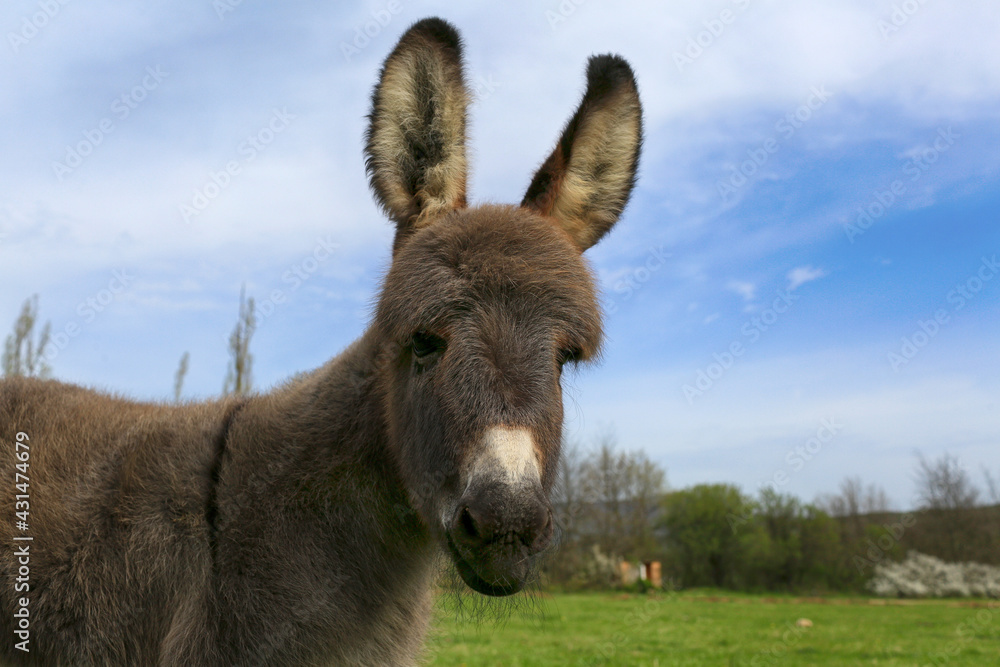 Little donkey portrait in the meadow