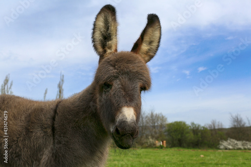 Little donkey portrait in the meadow