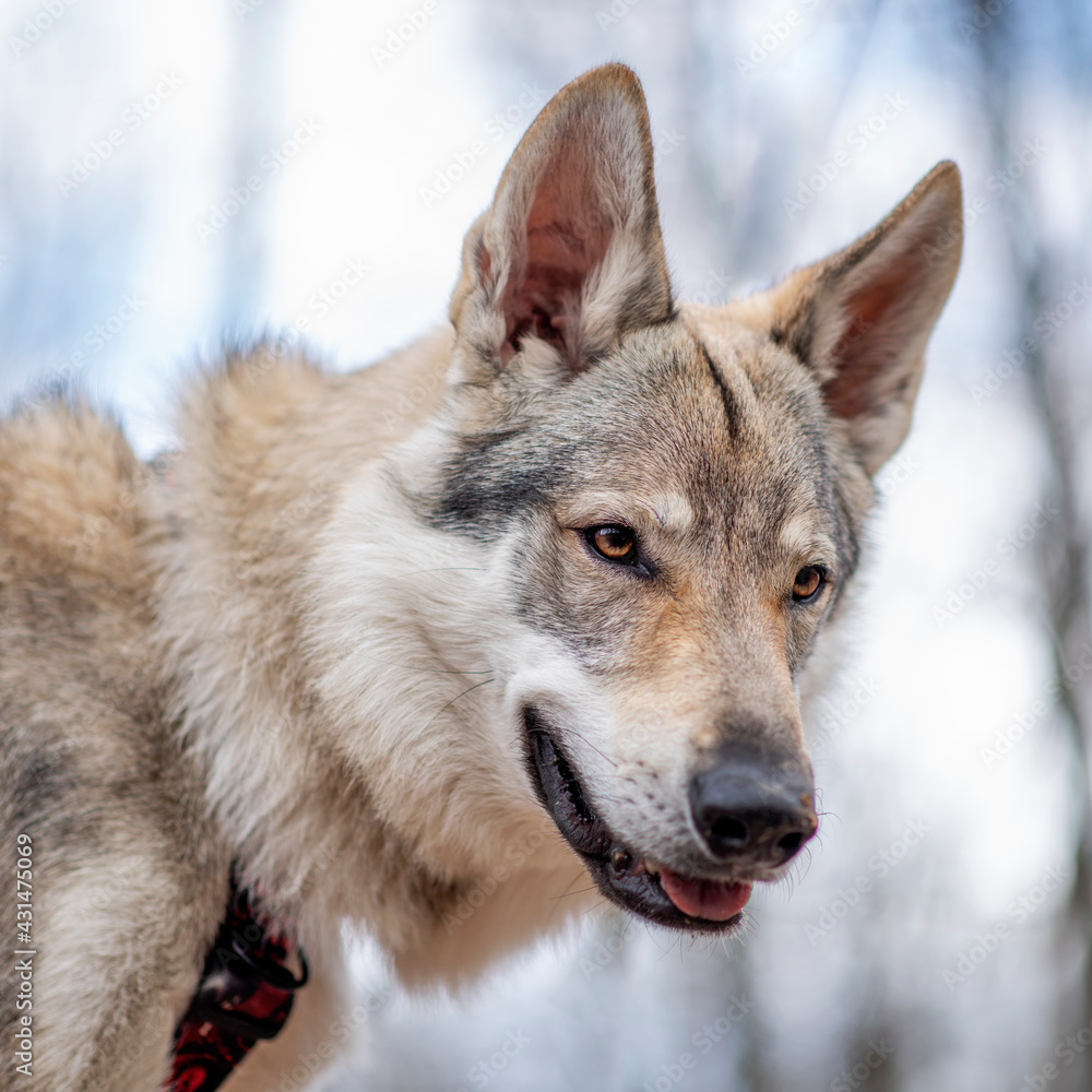 Portret psa wilczak czechosłowacki