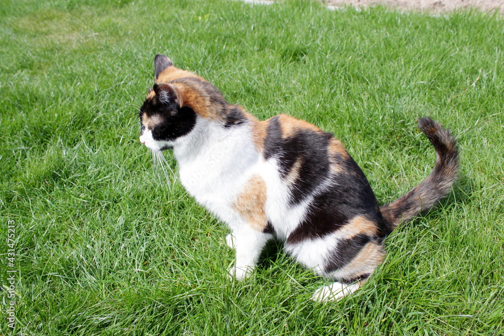 beautiful cat sitting on green grass stroking