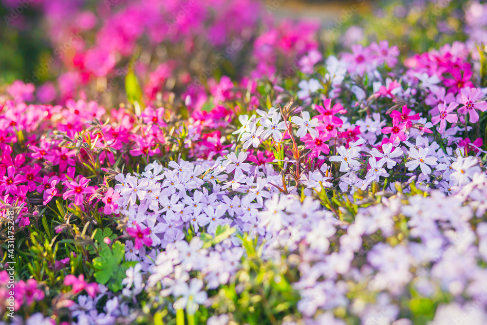 Pink phlox subulata. background of flowers phlox subulata. Pink phlox subulata. background of flowers phlox subulata.