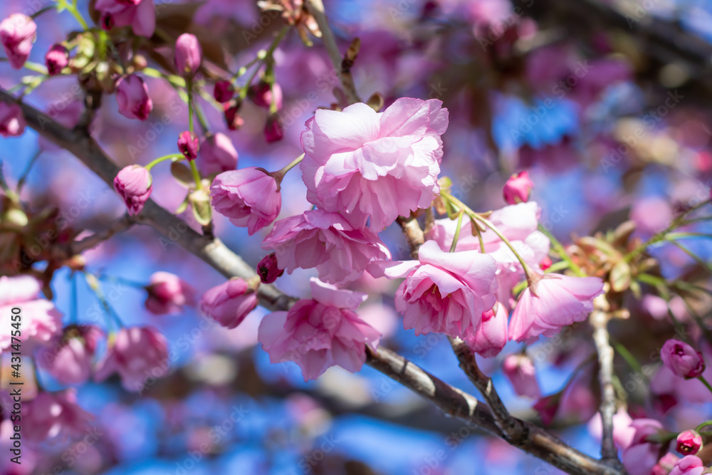 Closeup of Japanese cherry blossoms in the spring against a blue sky bokeh background. Colourful, delicate, and pretty. Closeup of Japanese cherry blossoms in the spring against a blue sky bokeh background. Colourful, delicate, and pretty.