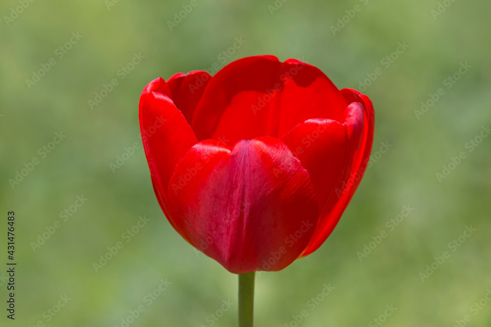 close up of red tulip flower against green background close up of red tulip flower against green background