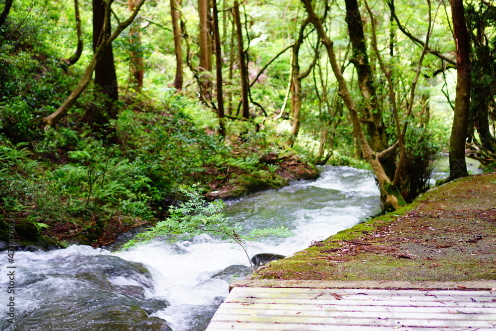 Obraz premium 七ツ滝