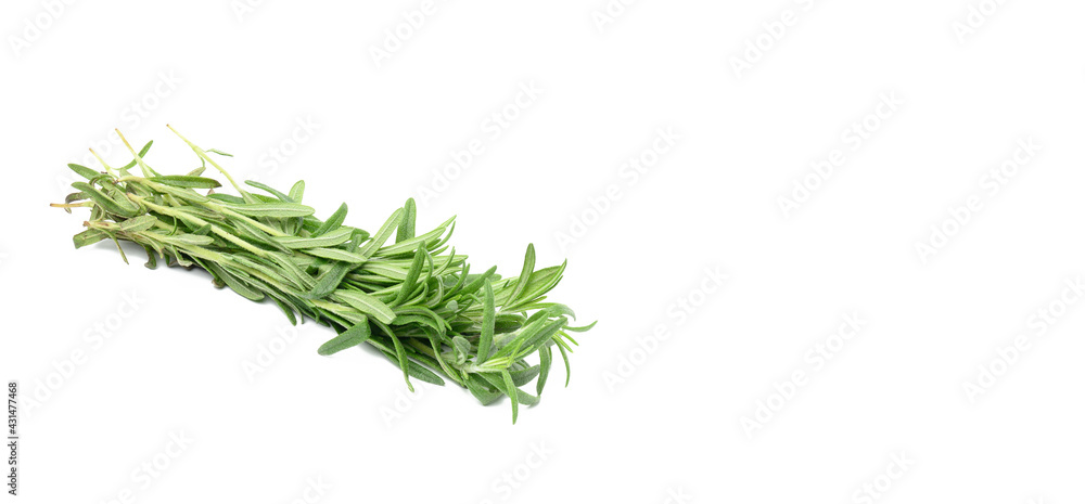 fresh sprig of rosemary with green leaves isolated on white background, fragrant seasoning fresh sprig of rosemary with green leaves isolated on white background, fragrant seasoning
