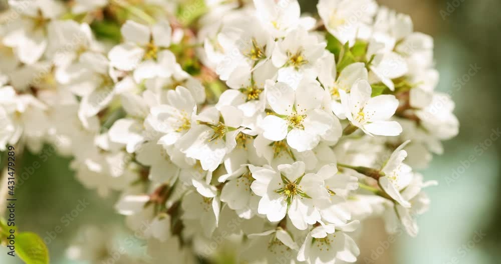 flowering branch in spring in the wind. Slow motion flowering branch in spring in the wind. Slow motion