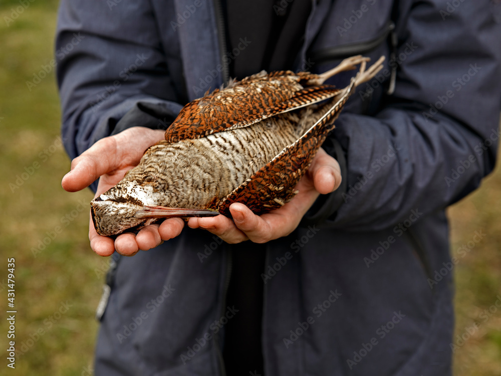 Man holds dead wild bird with colorful plumage. Hunter's prey