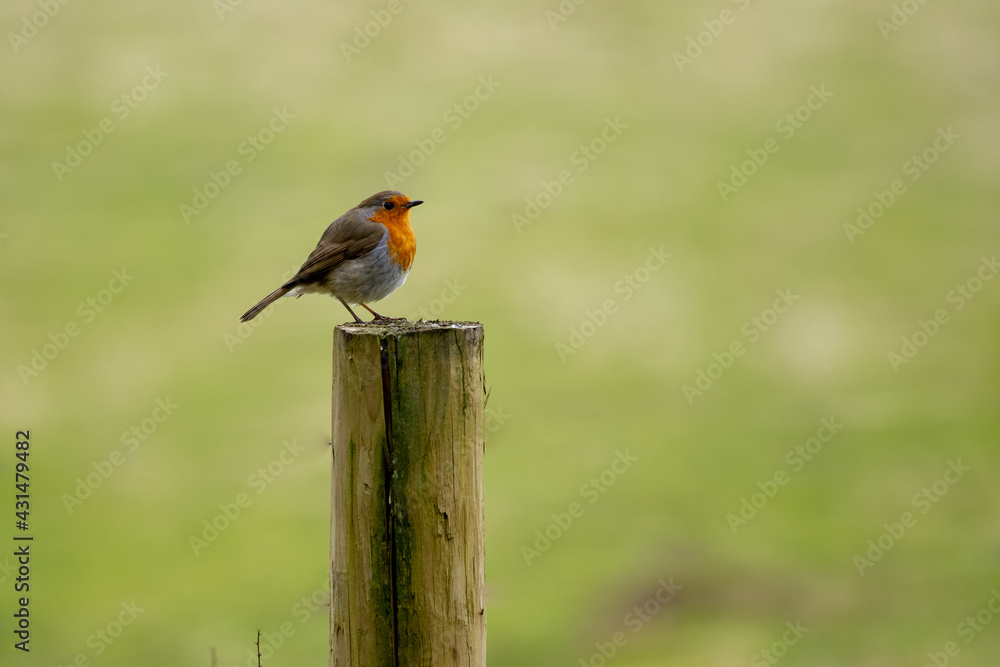 Fototapeta premium Robin on a post