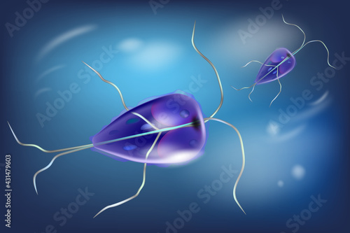 Giardia genus of anaerobic flagellated protozoan parasiiardiasis. Giardiasis. Giardia intestinalis protozoan, formely known as G. lamblia or Lamblia intestinalis