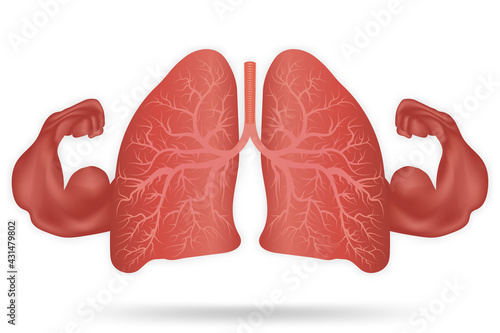 Strong healthy human lungs and powerful cardiovascular with muscle biceps isolated on white background as healthy fit and health care concept. vector illustration