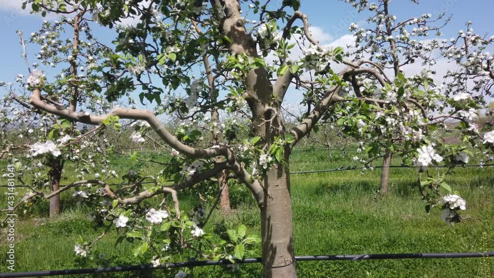 blossoming apple orchard in spring blossoming apple orchard in spring