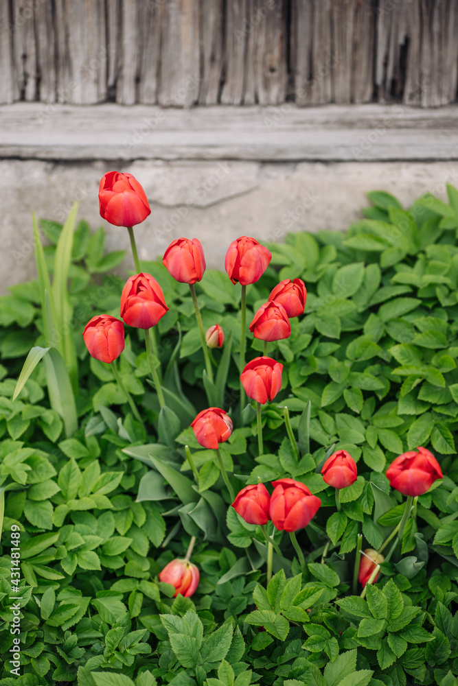 Red tulips growing in the garden near the barn.