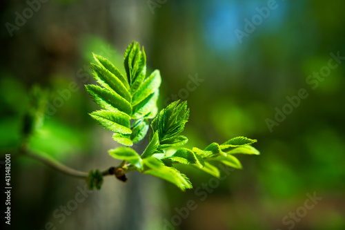 Close up of fresh green leaves on the branch of a tree in spring