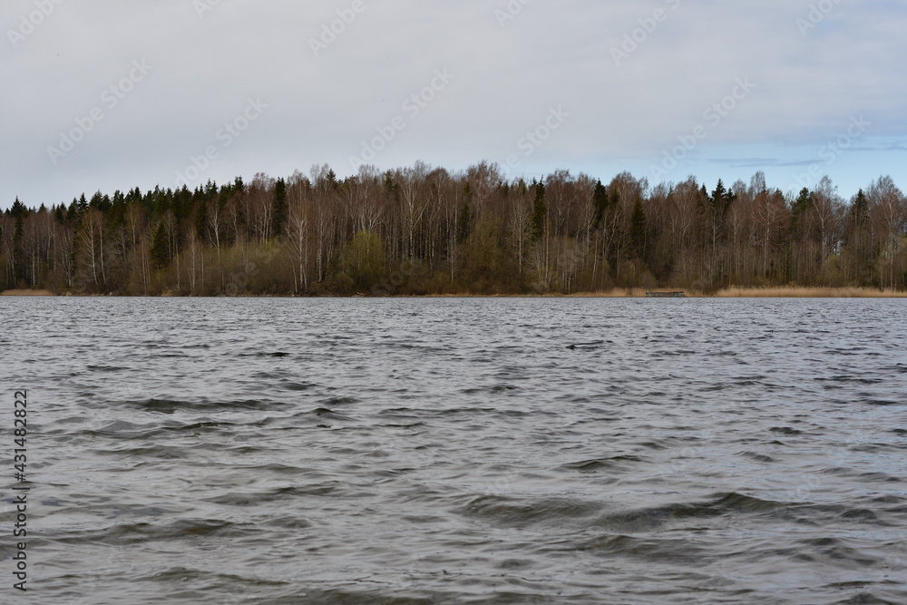 The landscape of a lake and a spring mixed forest on the shore under a light cloudy sky, the trees are just beginning to be covered with green foliage, and a moderate wind creates a small wave.