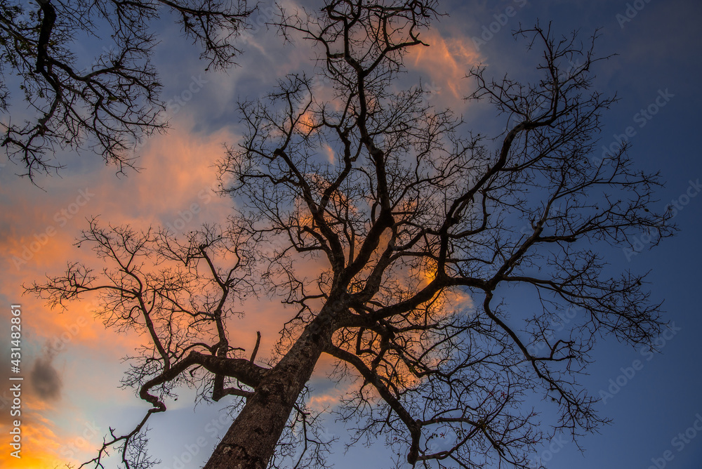 Dry tree. Landscape, nature and environment. Dry tree. Landscape, nature and environment.