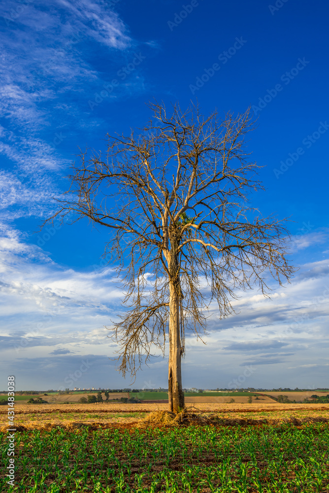 Obraz premium Dry tree. Landscape, nature and environment.