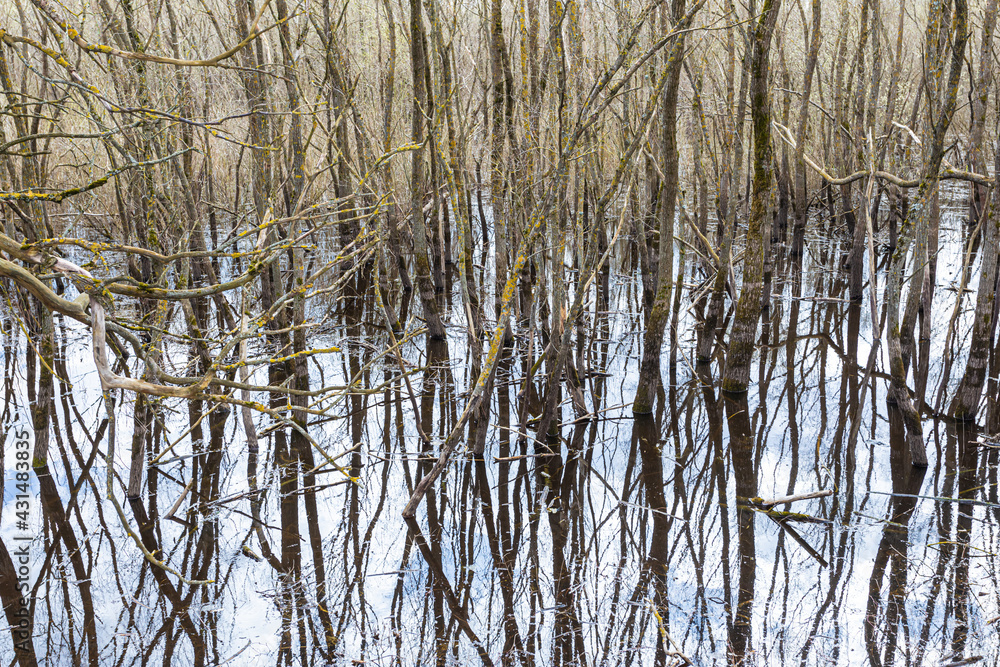 Beautiful landscape of tree trunks, logs or beams and branches covered with moss and lichen in water of early spring forest with sky reflection during flood, inundation or deluge during spring flood Beautiful landscape of tree trunks, logs or beams and branches covered with moss and lichen in water of early spring forest with sky reflection during flood, inundation or deluge during spring flood
