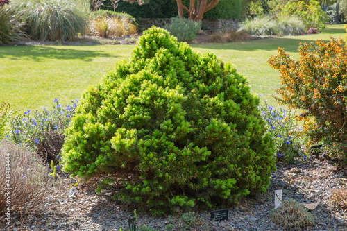 Spring 2021, picea glauca var. albertiana lauren, the white spruce, a slow growing conifer photo