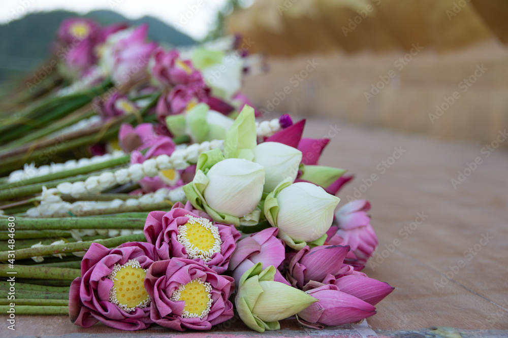 Flower offering. Lotus lied down for praying Flower offering. Lotus lied down for praying