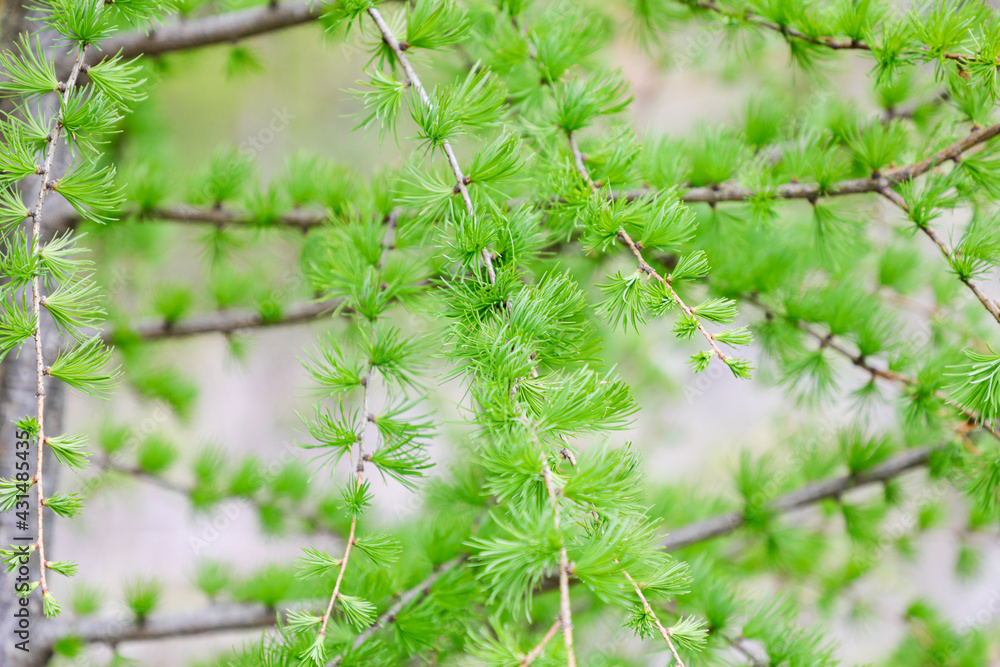 fir tree branches
fir tree branches