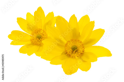 adonis flower isolated