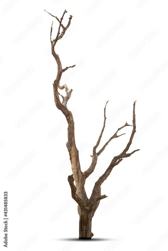 Single old and dead tree isolated on white background. Single old and dead tree isolated on white background.