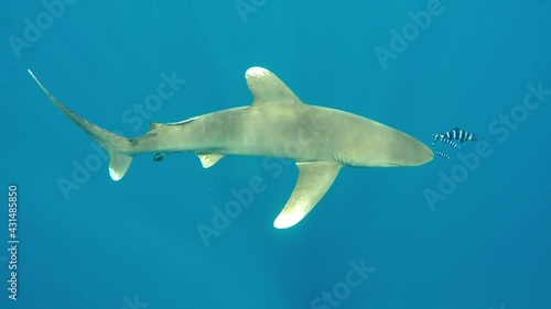 The oceanic white-tip shark, Carcharhinus longimanus, is a large pelagic shark inhabiting tropical in underwater Red Sea. photo