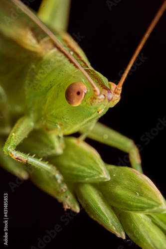 Details of a green grasshopper on grasses © DiazAragon