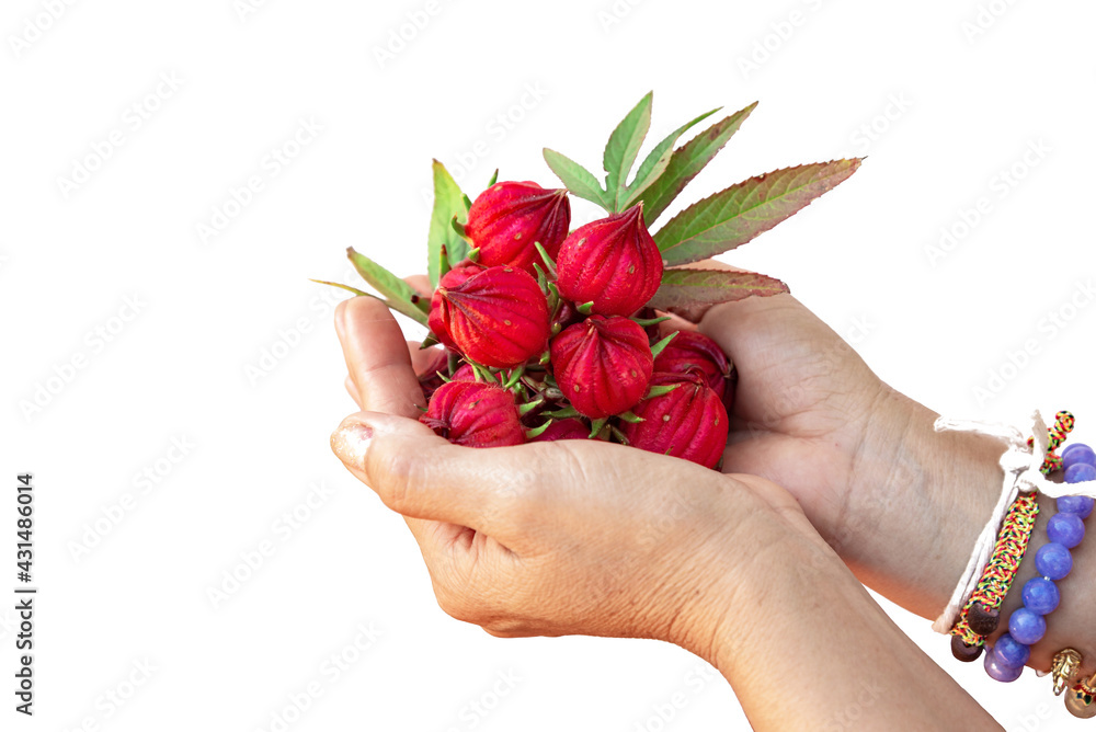 Hand holding Roselle Hibiscus sabdariffa red fruit flower isolated on white background.