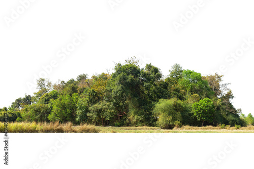 View of a High definition Treeline isolated on a white background, Green trees, Forest and foliage in summer.