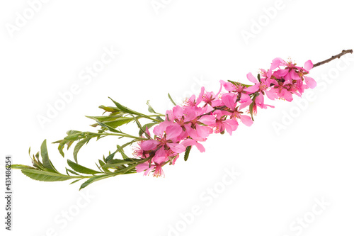 almond flower isolated