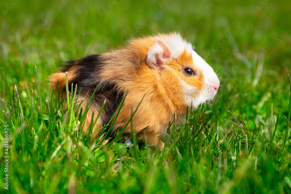 Obraz premium The guinea pig sits on the grass in the garden.