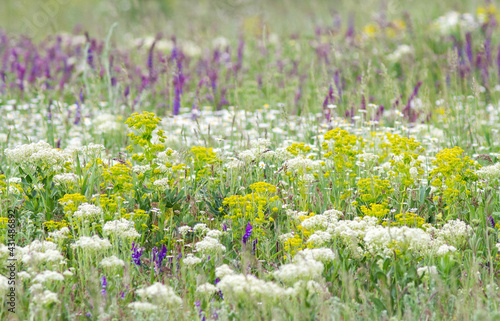 Wildflowers in spring blooming steppe. Sage and achillea millefolium in flowering field. photo