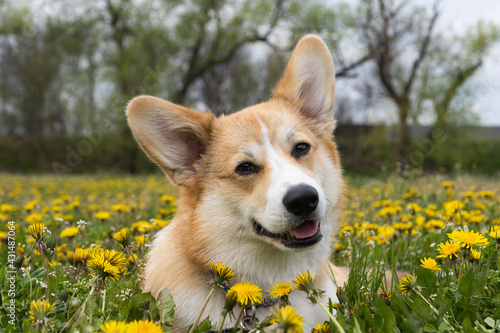 corgi puppy on a meadow in spring