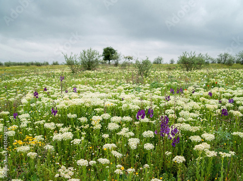 Wallpaper Mural Achillea millefolium in spring blooming field. Torontodigital.ca