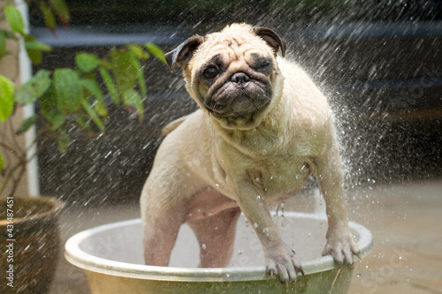 Cute pug dog taking a shower.