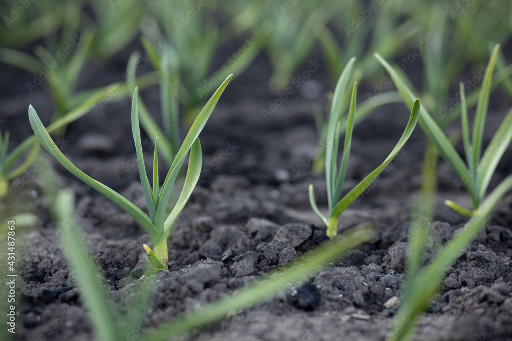 Growing young garlic in the ground in spring. Close up photo. Place for your text. Growing young garlic in the ground in spring. Close up photo. Place for your text.