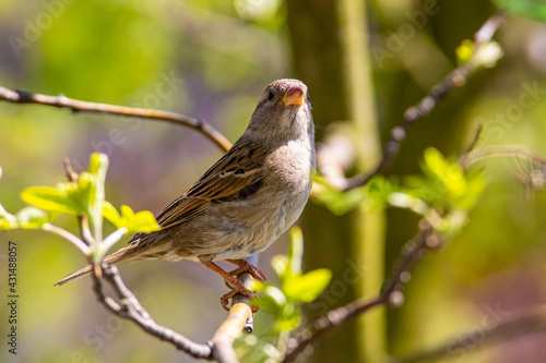 beautiful female sparrow on a branch, spring, house sparrow,