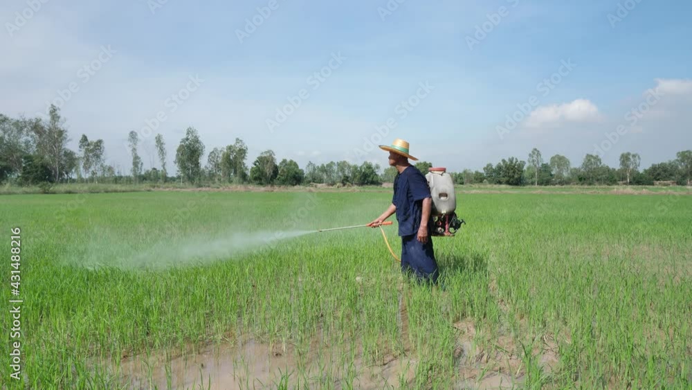 Senior Asian farmer sprayer herbicides on paddy fields. Man working on the rice field Slow motion Agriculture real in Rural Scene .. Senior Asian farmer sprayer herbicides on paddy fields. Man working on the rice field Slow motion Agriculture real in Rural Scene ..