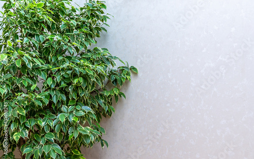Ficus elastica plant with green leaves by white wall