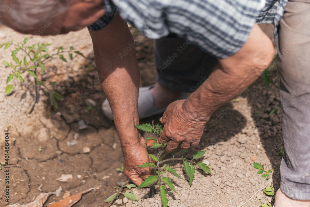 Fototapeta premium 82-year-old man performing care on tomato plants. Selective focus.