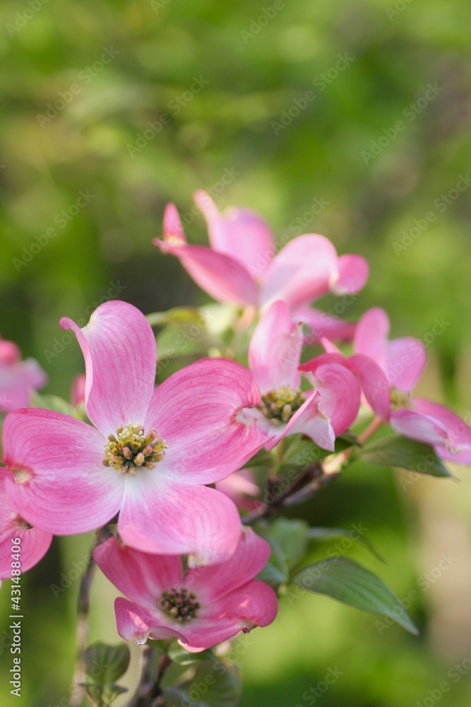 ピンク色のハナミズキの花 ピンク色のハナミズキの花