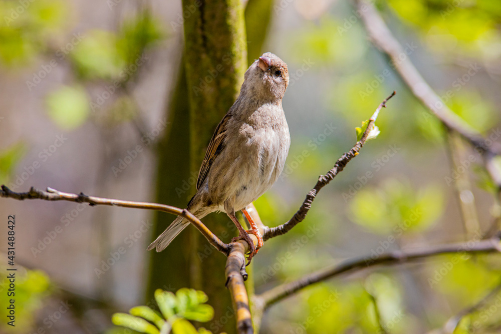 beautiful surprised female sparrow on a branch, spring, house sparrow, spring time, bird observed on a tree in the garden, spring fresh green, Passer domesticus beautiful surprised female sparrow on a branch, spring, house sparrow, spring time, bird observed on a tree in the garden, spring fresh green, Passer domesticus