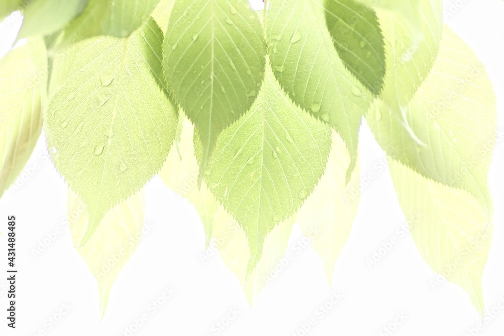 桜の若葉 Stock Photo Adobe Stock