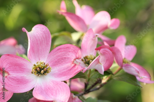ピンク色のハナミズキの花