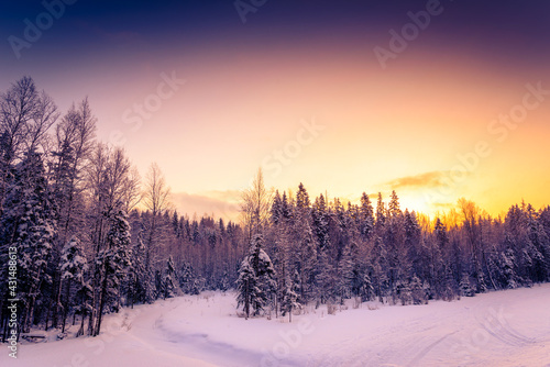Clear winter day, sunrise in a coniferous forest