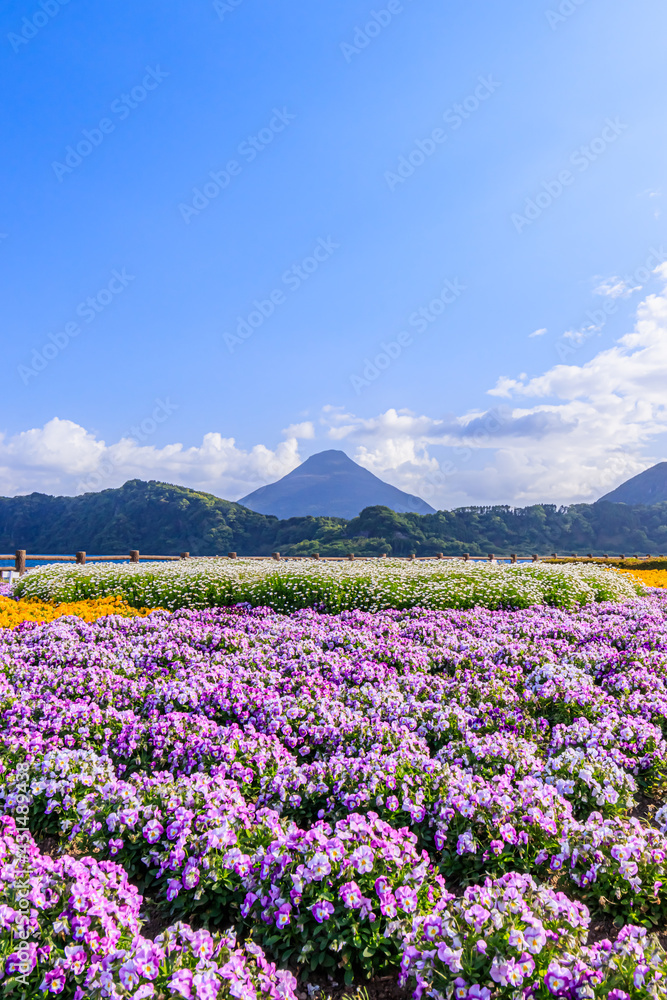 開聞岳と池田湖とビオラ 鹿児島県指宿市 Mt.Kaimondake and Lake Ikedako and Viola Kagoshima-ken Ibusuki city 開聞岳と池田湖とビオラ 鹿児島県指宿市 Mt.Kaimondake and Lake Ikedako and Viola Kagoshima-ken Ibusuki city