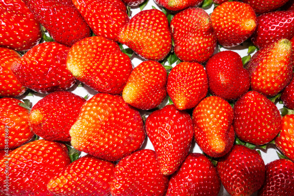 Frische Erdbeeren, erntefrisch gepflückt. Frische Erdbeeren, erntefrisch gepflückt.