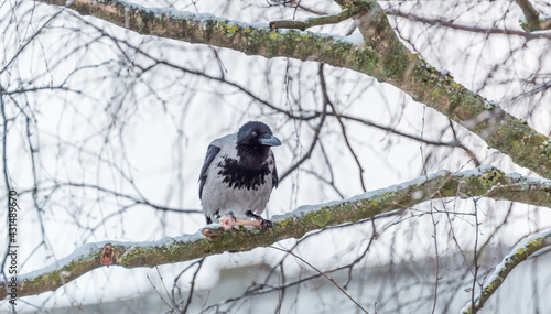 Black Headed Crow on a Branch