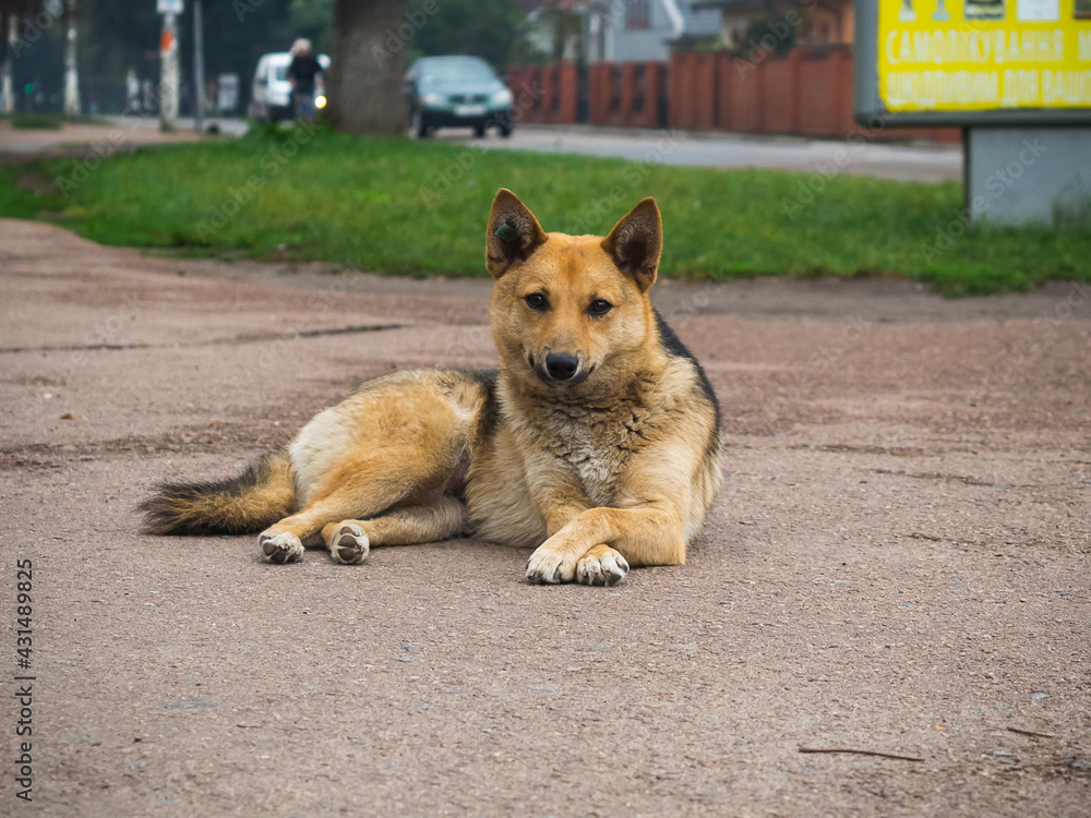 dog lying on the street
